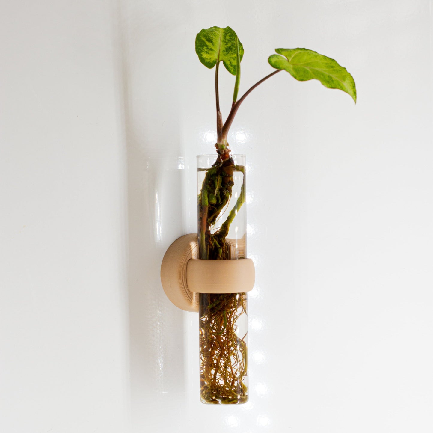 Tubiz - מבחנה מגנטית לגידול ייחורים - חום בהיר